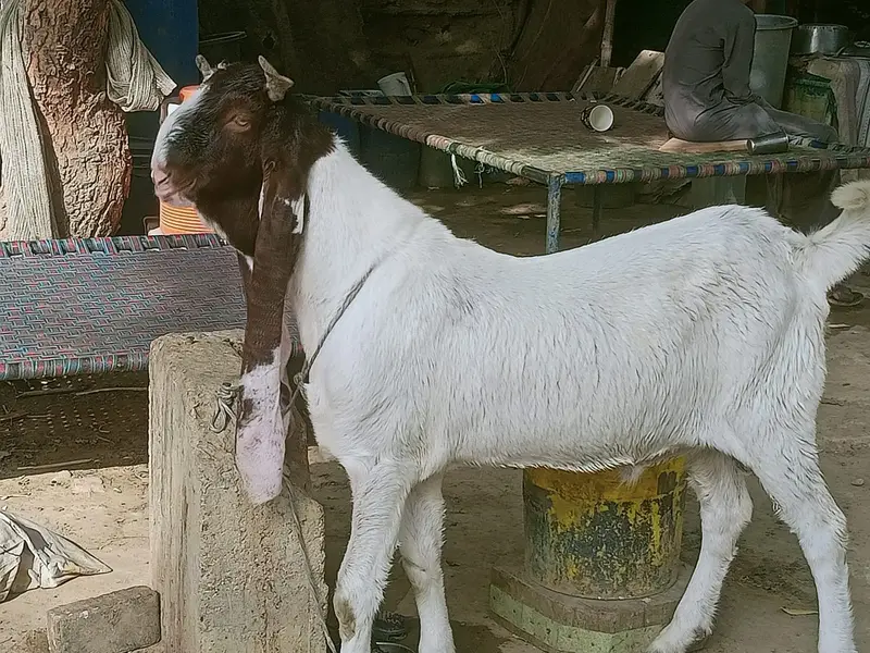 Teddy Breeder Gulabi Kamori Bakra | Premium Quality — photo 8