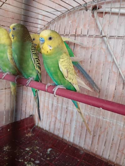 budgies parrot
