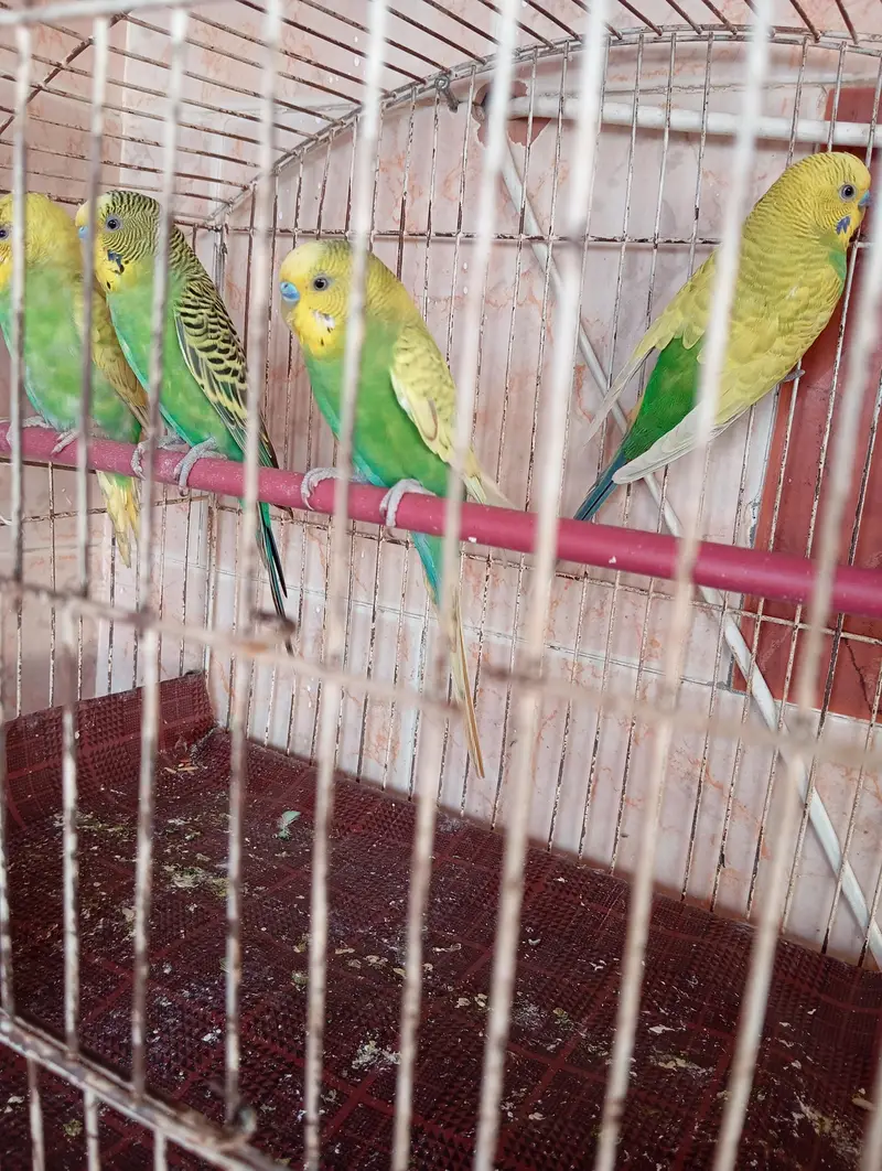 budgies parrot — photo 2