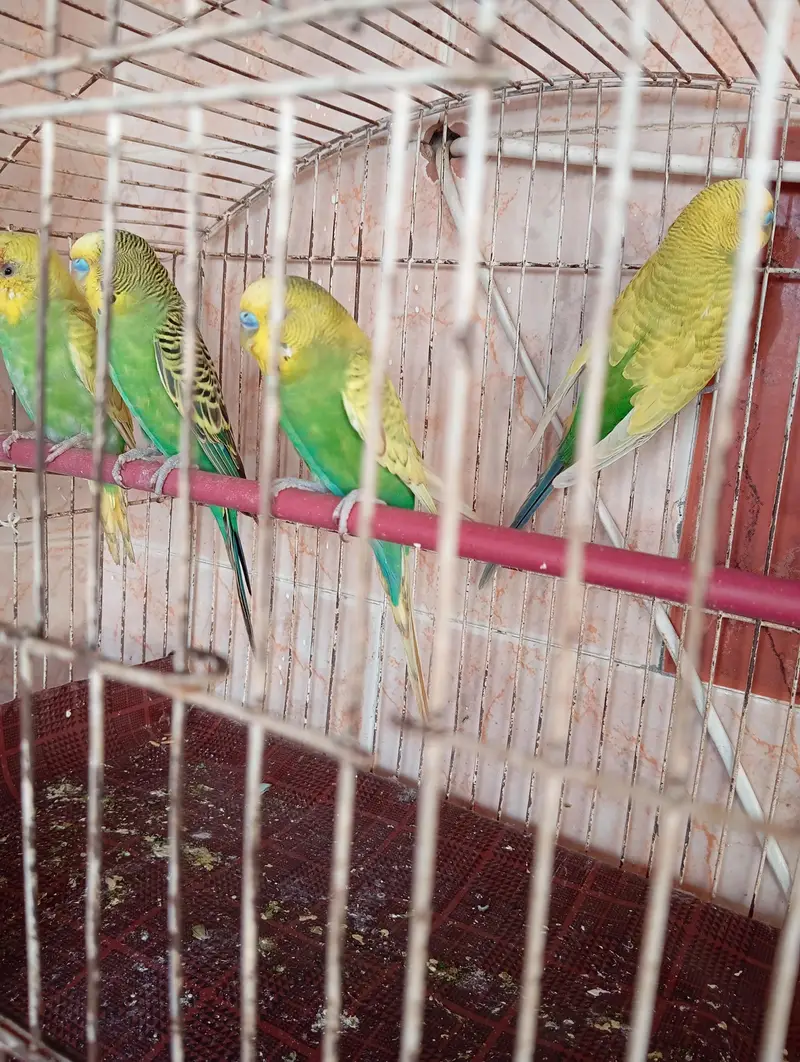 budgies parrot — photo 3
