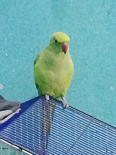 Tame parrot for sale