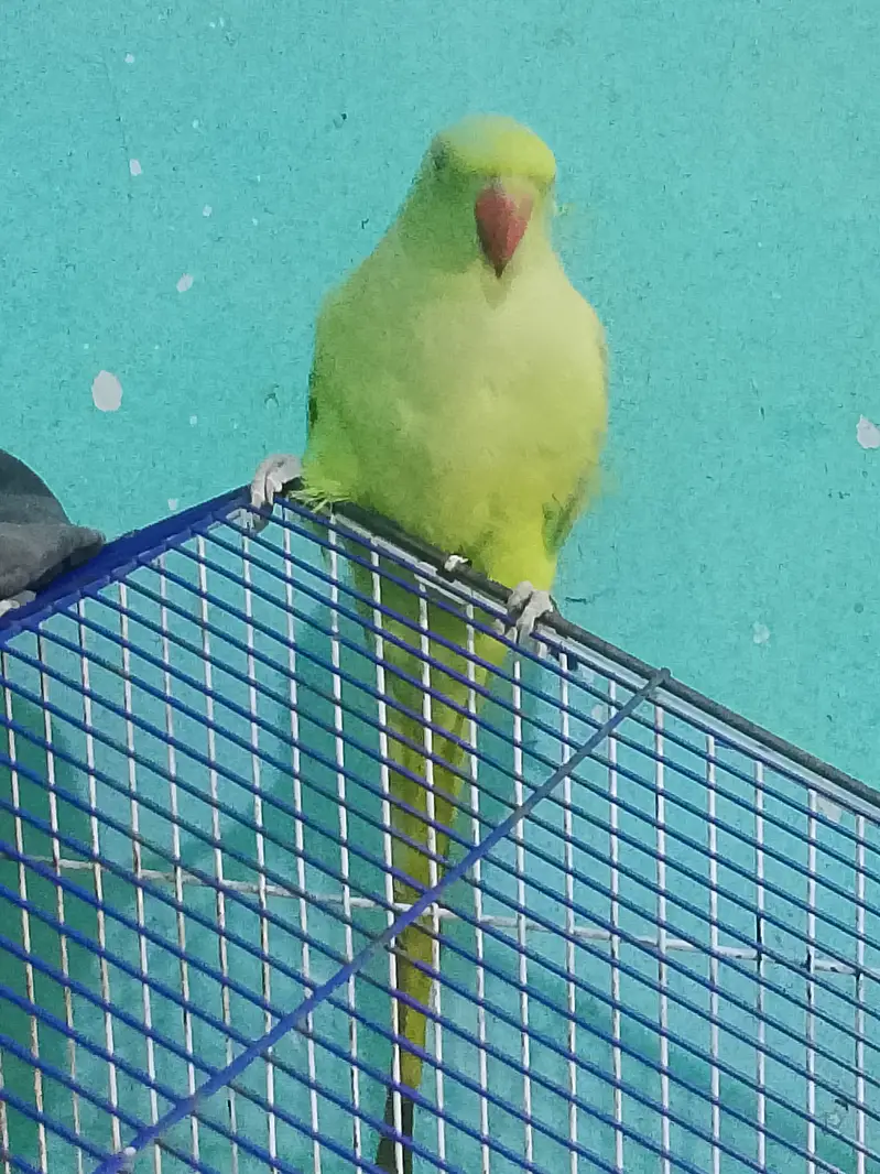 Tame parrot for sale — photo 2