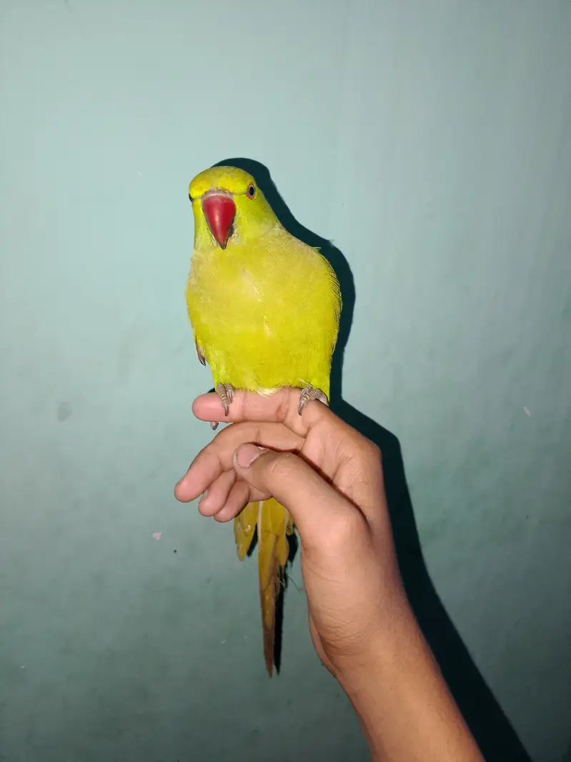 Tame parrot for sale — photo 3