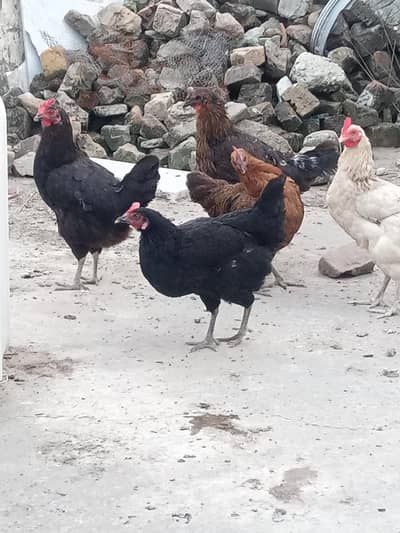 Misri Hens Murgiaan 5x urgent for sale