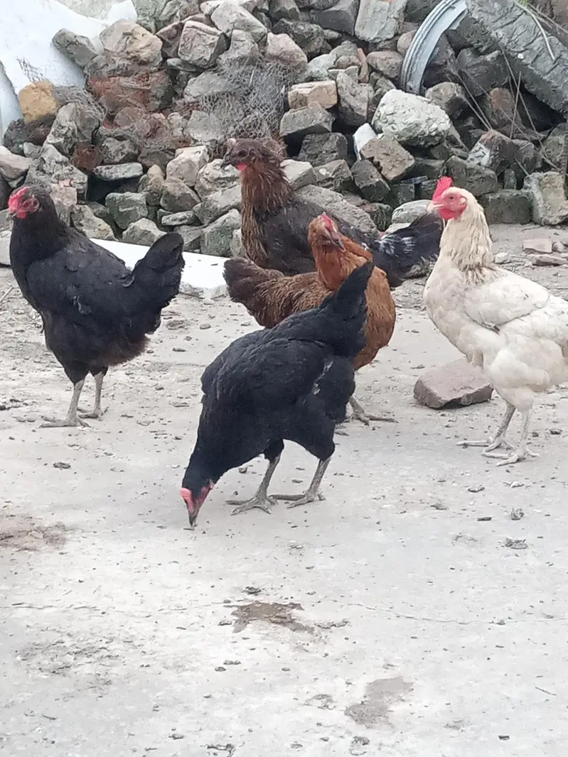Misri Hens Murgiaan 5x urgent for sale — photo 2