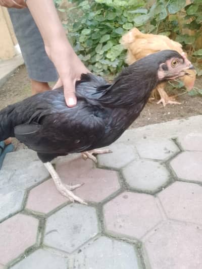 for sell golden heavy buff & Desi aseel cross hen