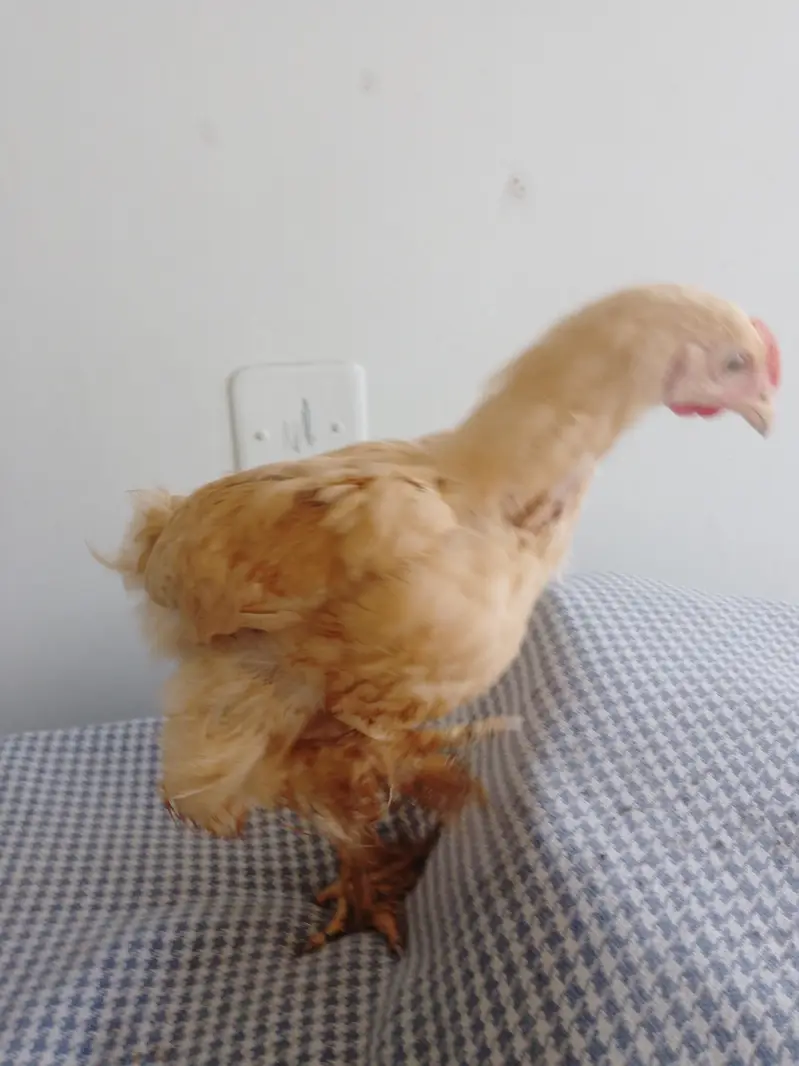 for sell golden heavy buff & Desi aseel cross hen — photo 2