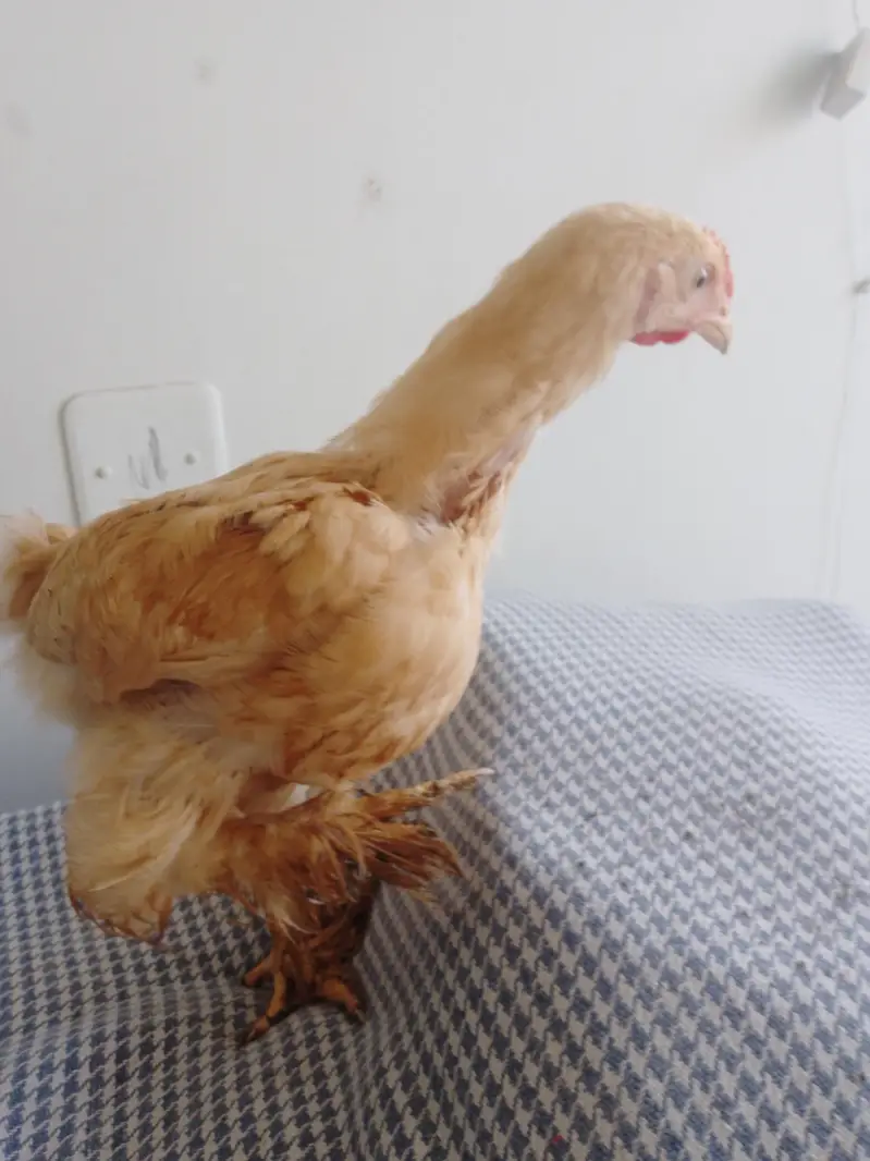 for sell golden heavy buff & Desi aseel cross hen — photo 3