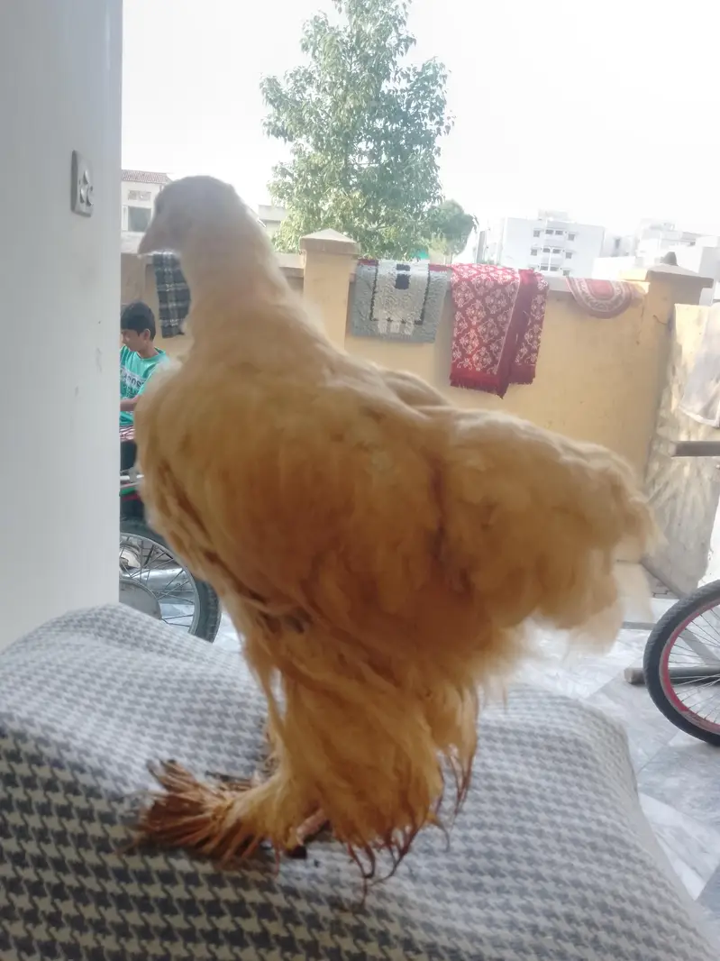 for sell golden heavy buff & Desi aseel cross hen — photo 4