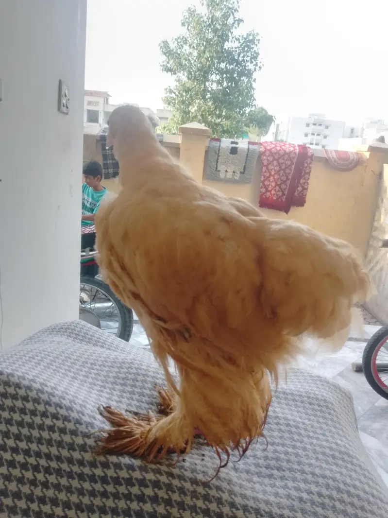 for sell golden heavy buff & Desi aseel cross hen — photo 5
