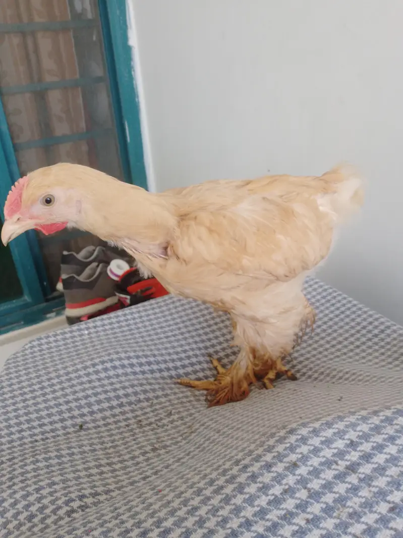 for sell golden heavy buff & Desi aseel cross hen — photo 6