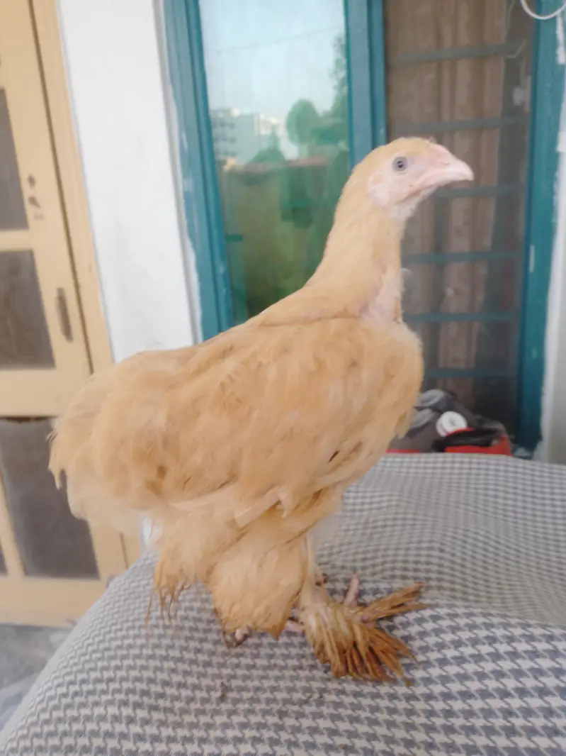 for sell golden heavy buff & Desi aseel cross hen — photo 7