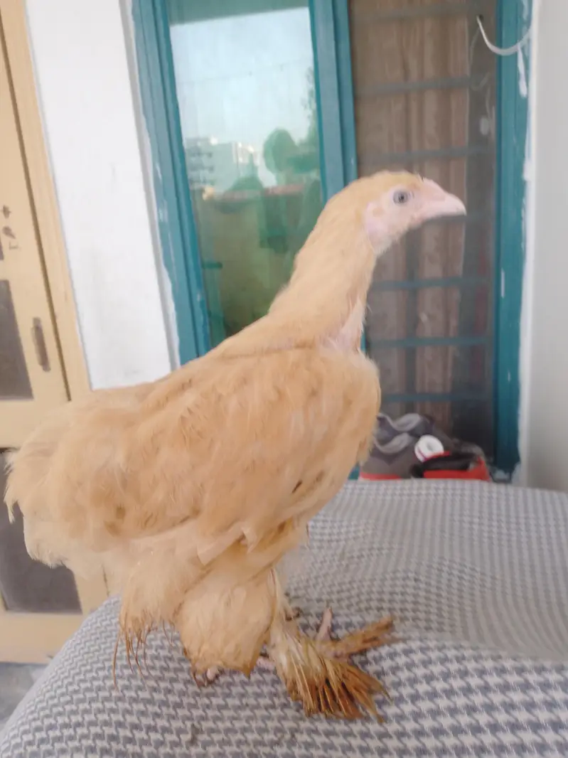 for sell golden heavy buff & Desi aseel cross hen — photo 8