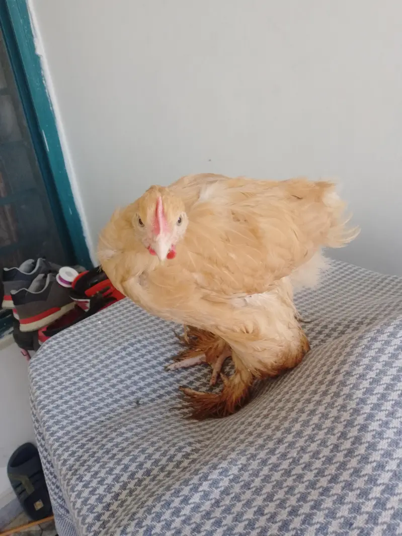 for sell golden heavy buff & Desi aseel cross hen — photo 9
