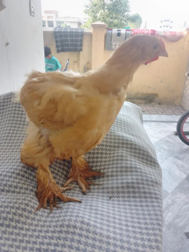 for sell golden heavy buff & Desi aseel cross hen — photo 10