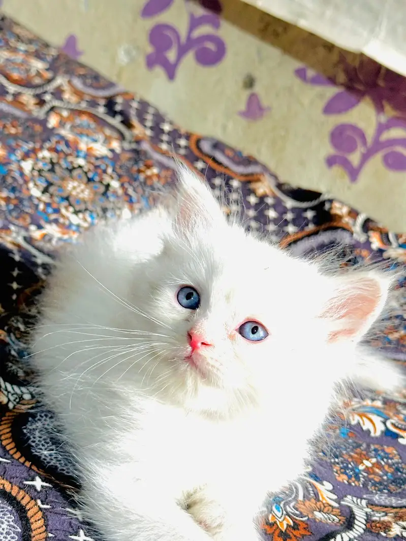 Cute Cat Babies — photo 3