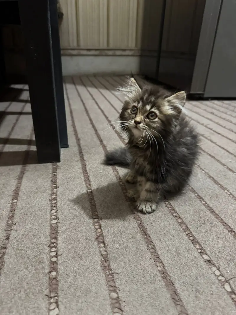 Persian kitten / triple coated persian kitten/ Persian cat — photo 2