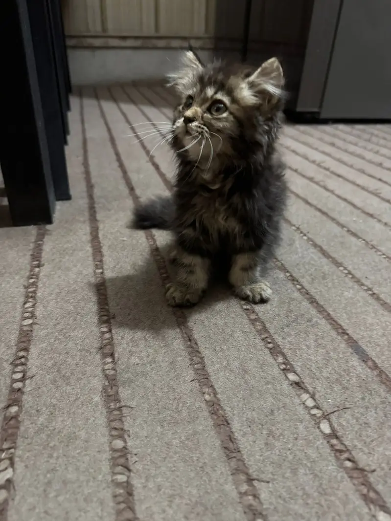 Persian kitten / triple coated persian kitten/ Persian cat — photo 3