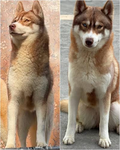 Siberian Husky dog | husky female | rare agouti breed | breeder husky