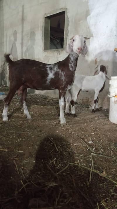 tapri bakri 2dant with female kid