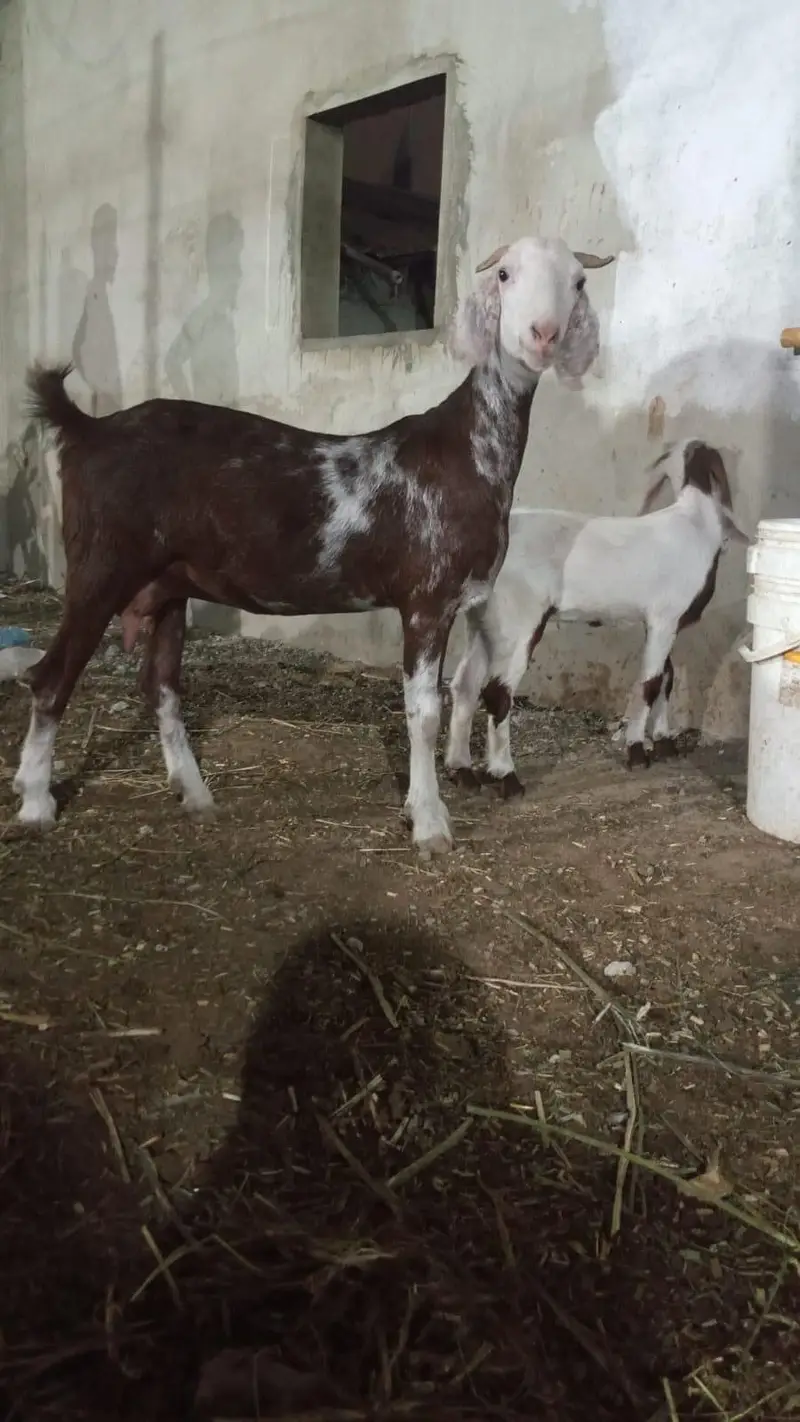 tapri bakri 2dant with female kid — photo 10
