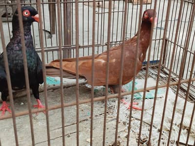 Danish pigeon