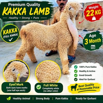 Pure Kajla
