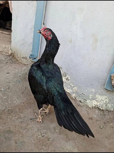 black mushki