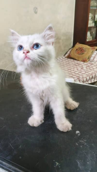 persion cats 5 pice age 2 month 3 month
