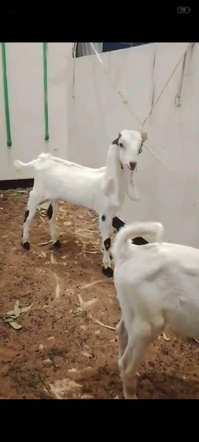White and brown desi cross breed bakre