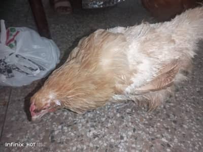 golden duff for sale