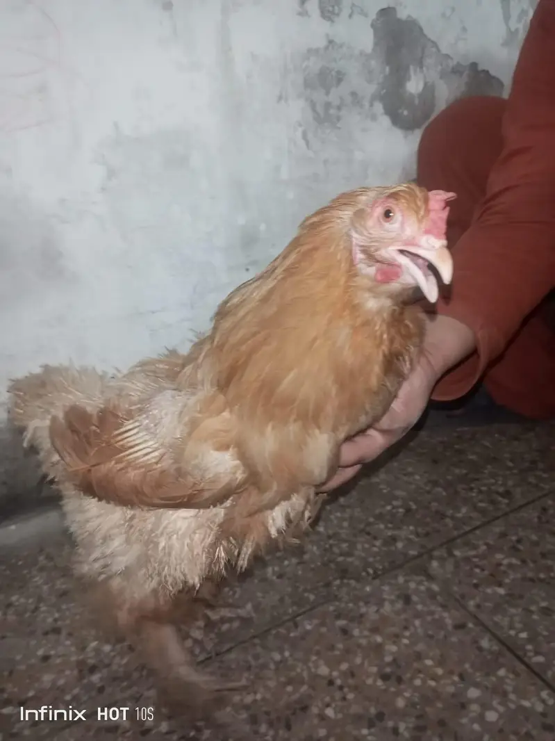 golden duff for sale — photo 6
