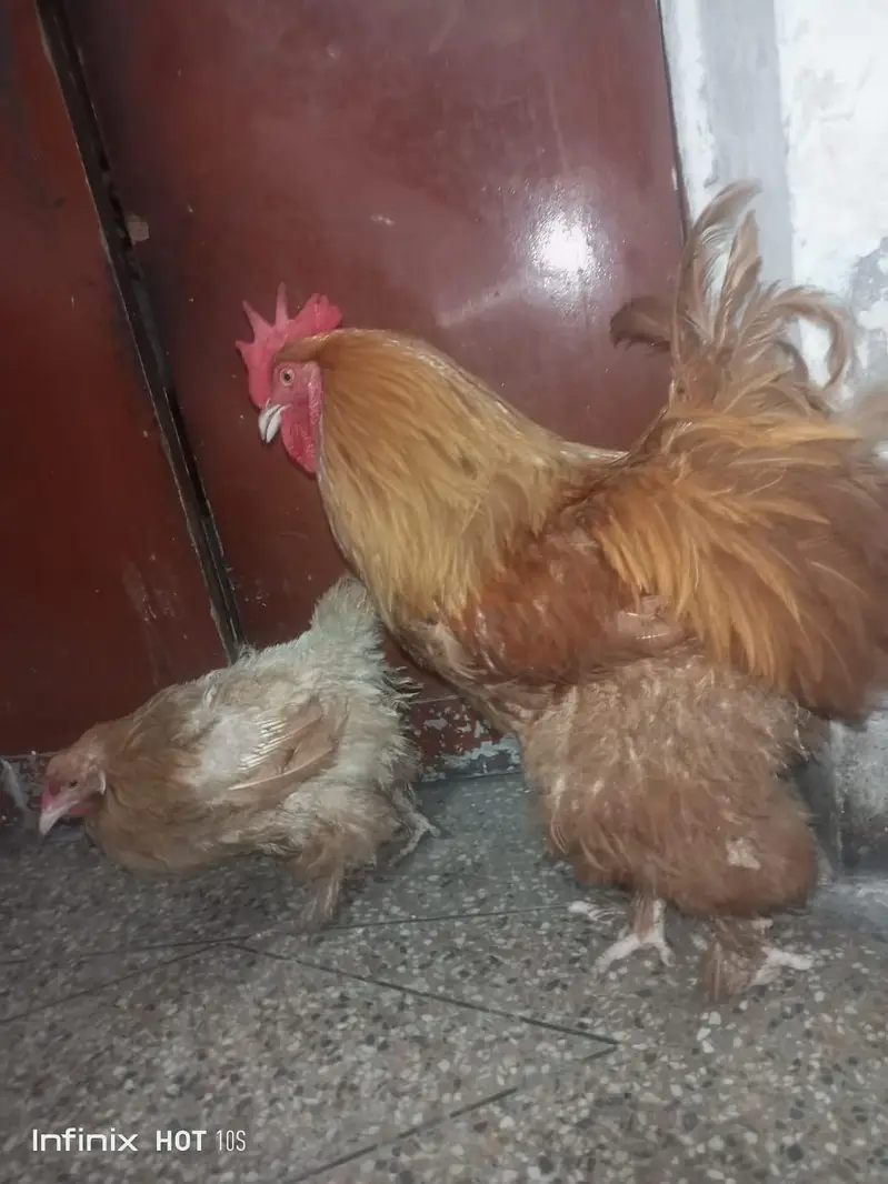 golden duff for sale — photo 9