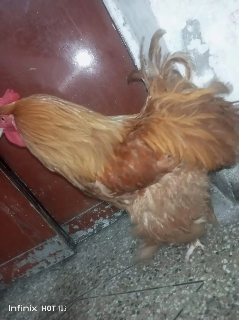 golden duff for sale — photo 10