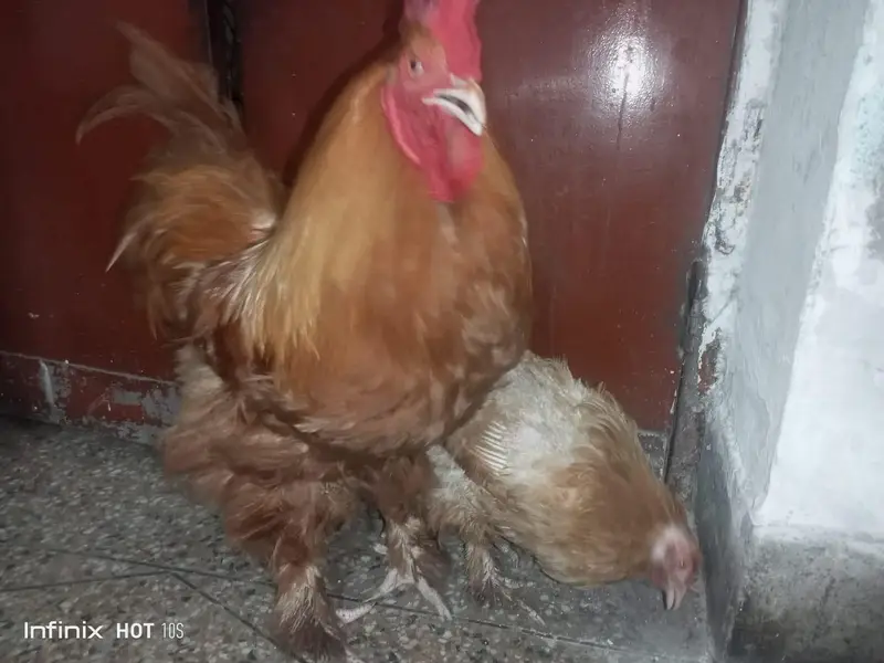 golden duff for sale — photo 11