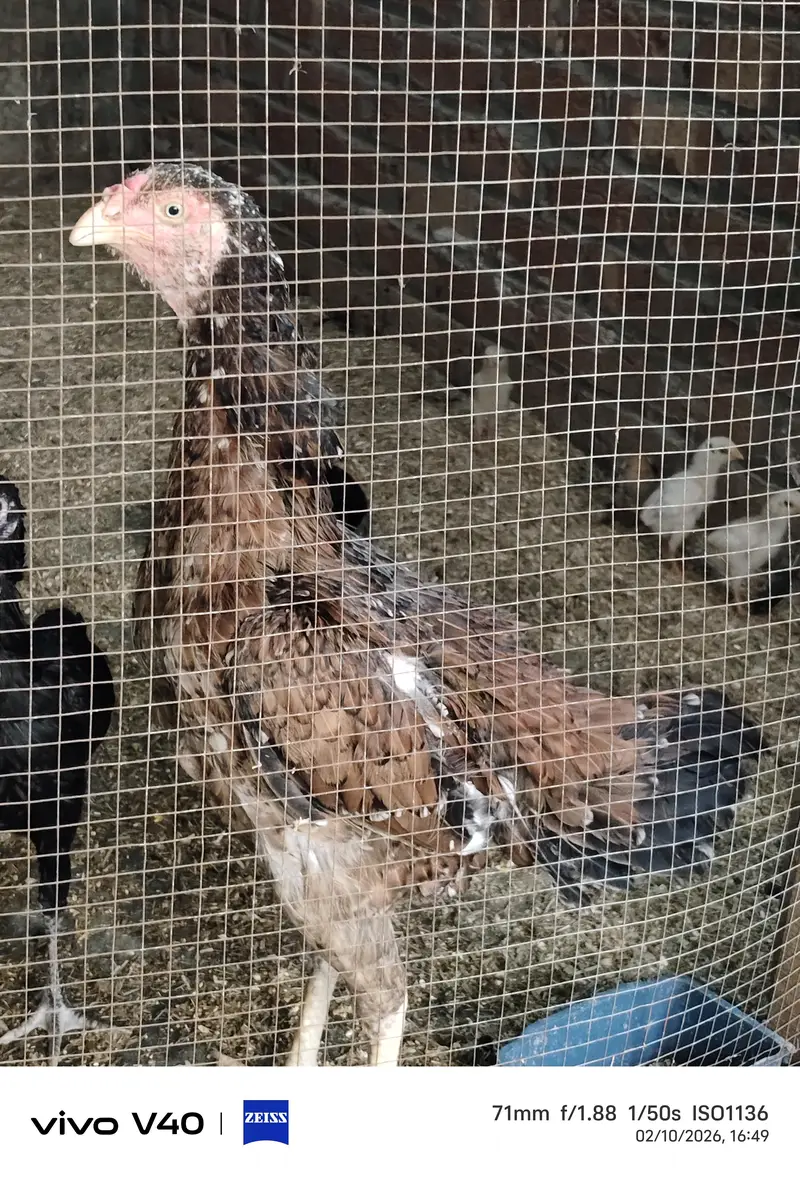 aseel for sale, exchange also possible — photo 4