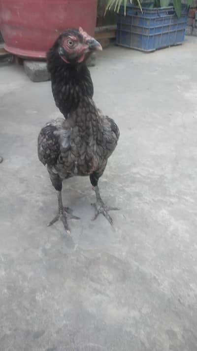 Aseel Bird contact 03244221420