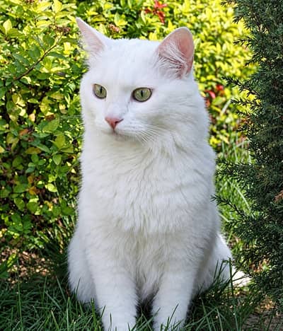 Persian female her name is Bela