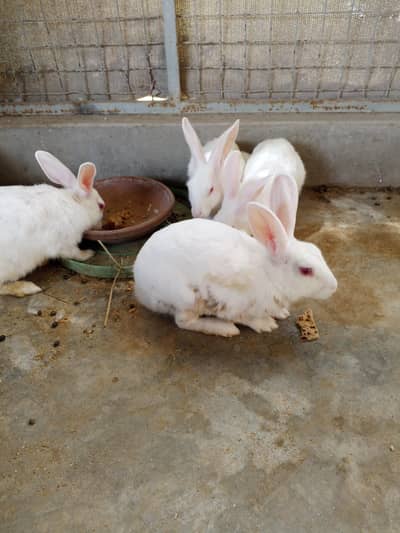 Rabbits breeder pieces and bunnies