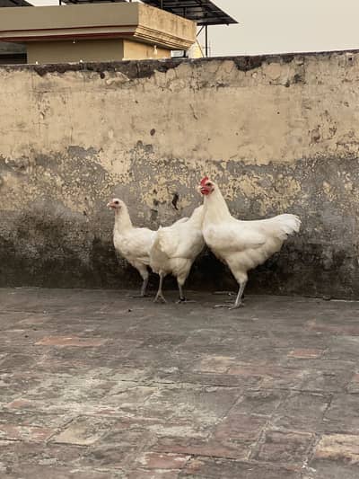 White Austrolop available for sale