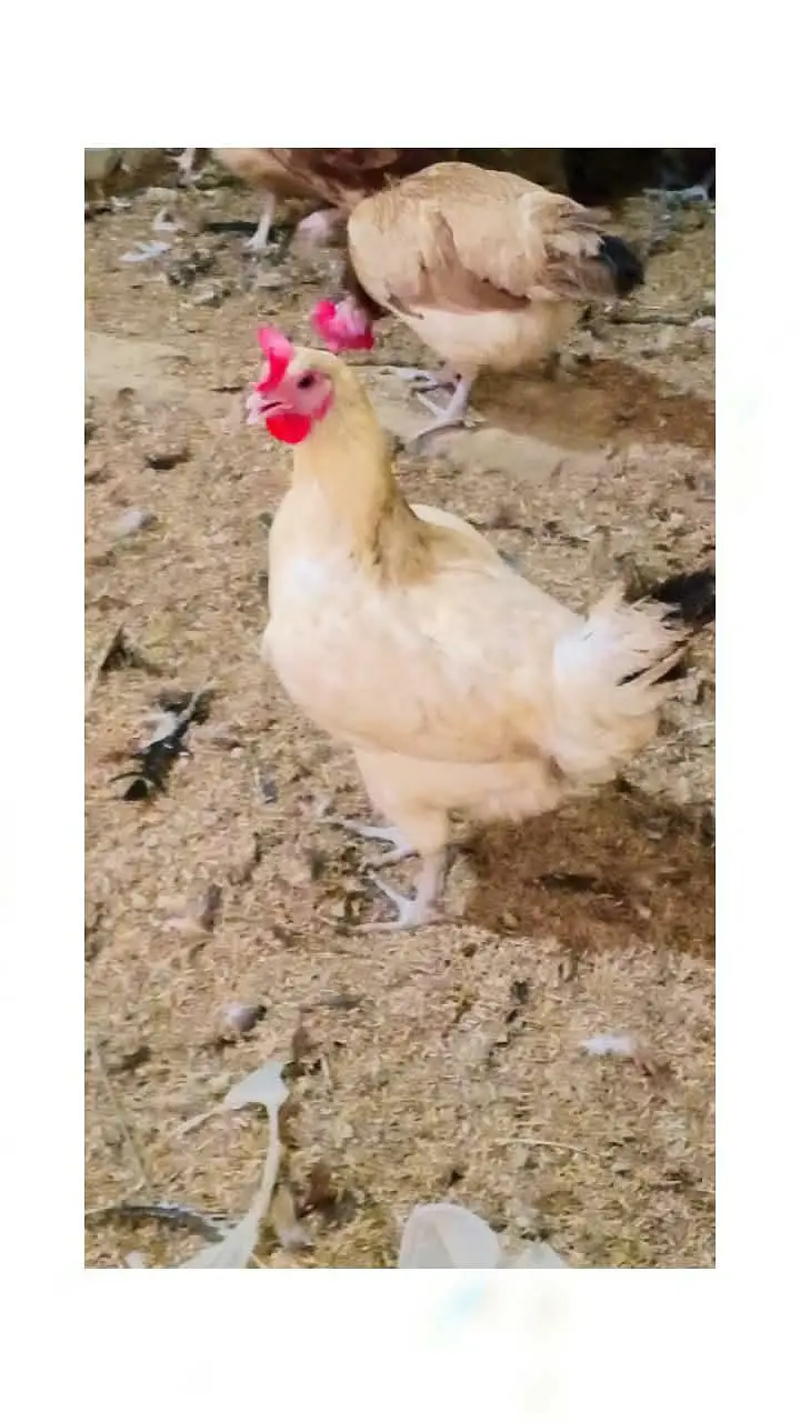 golden misri / Ande Dene Wali murgi / desi murghi / egg laying hen — photo 3