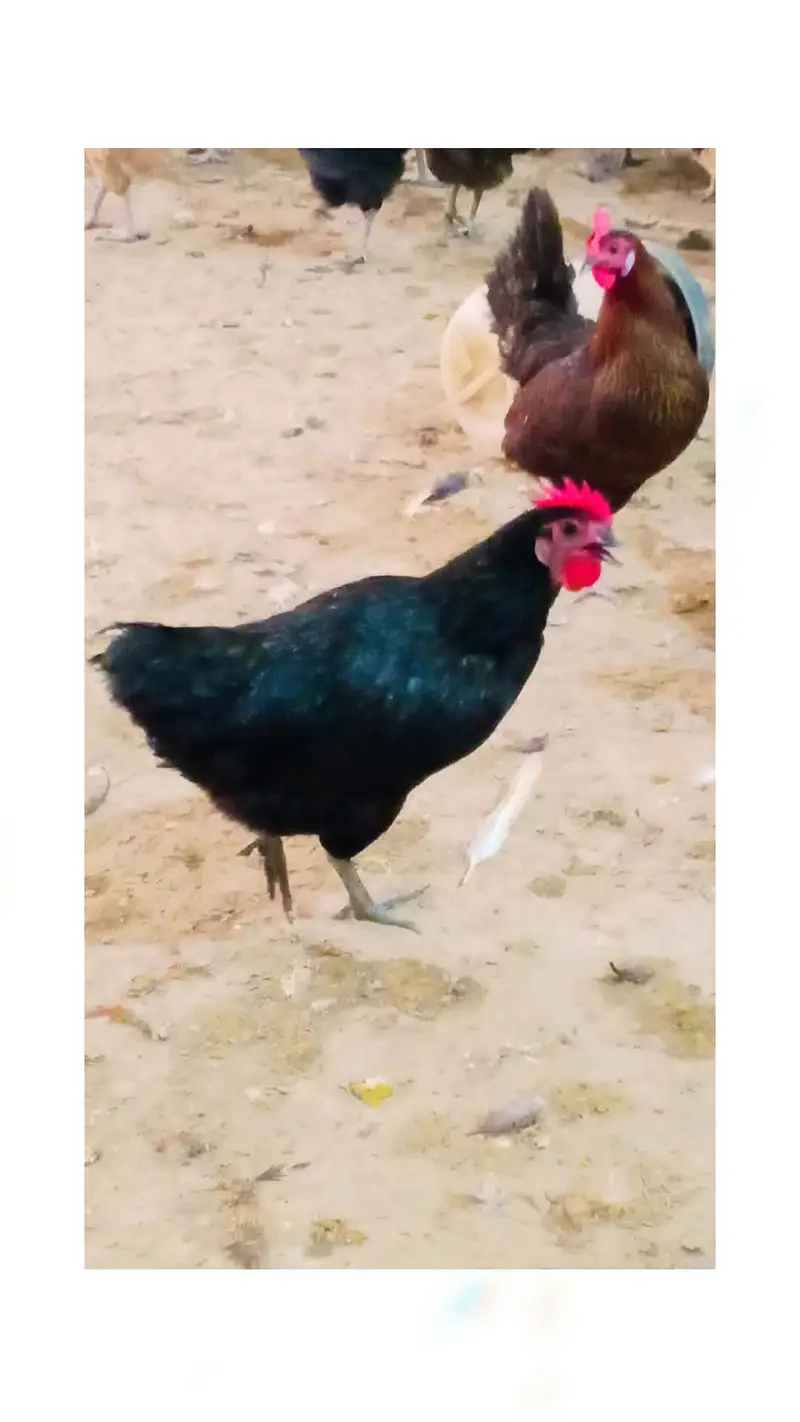 golden misri / Ande Dene Wali murgi / desi murghi / egg laying hen — photo 4