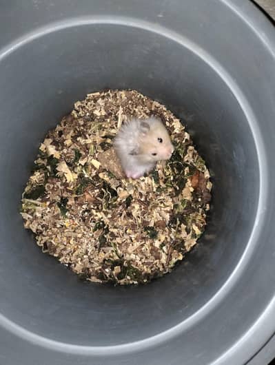 cute and healthy hamster for sale