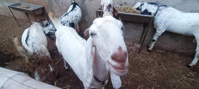goat for sale