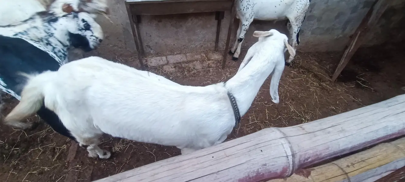 goat for sale — photo 3