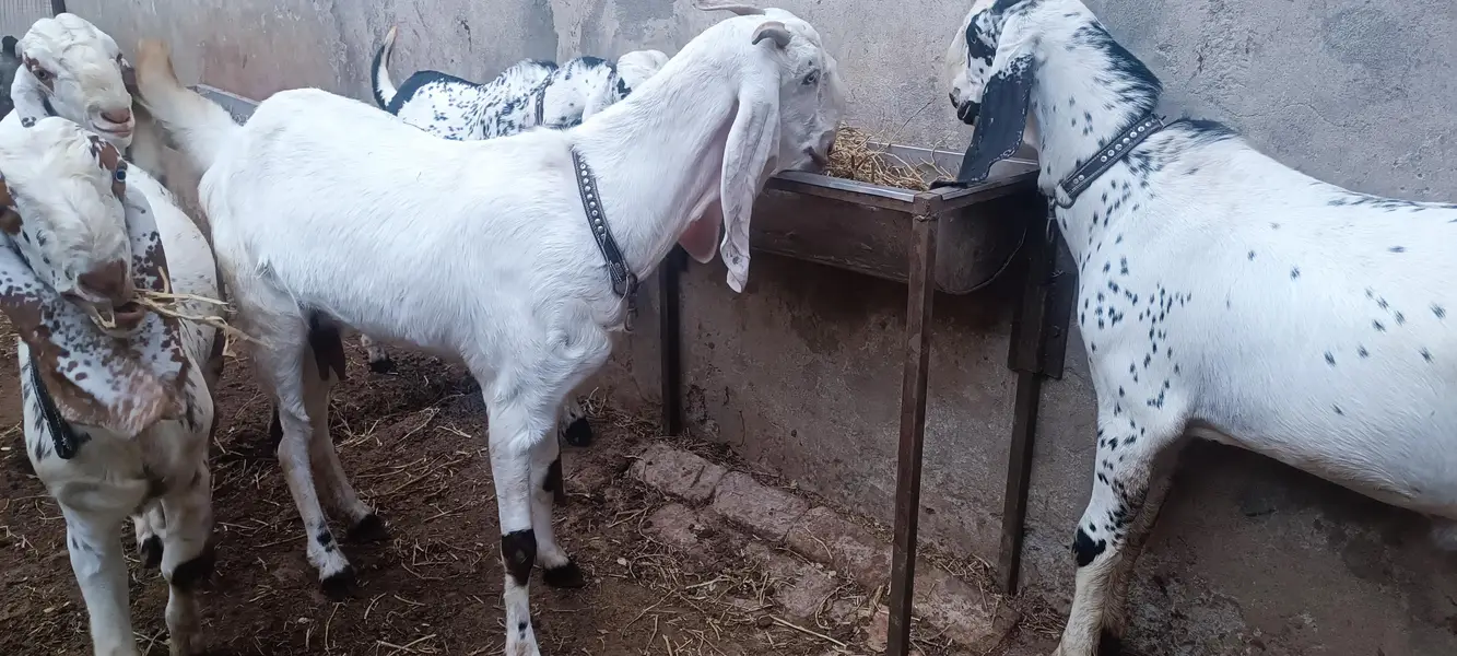 goat for sale — photo 4