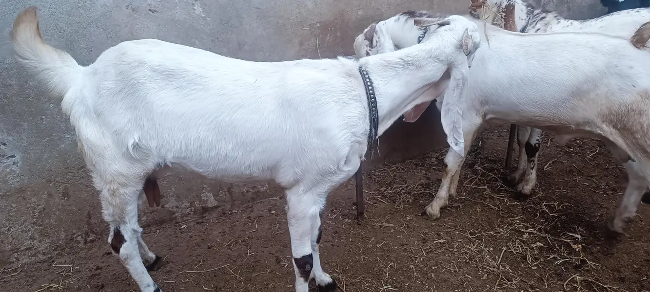goat for sale — photo 5