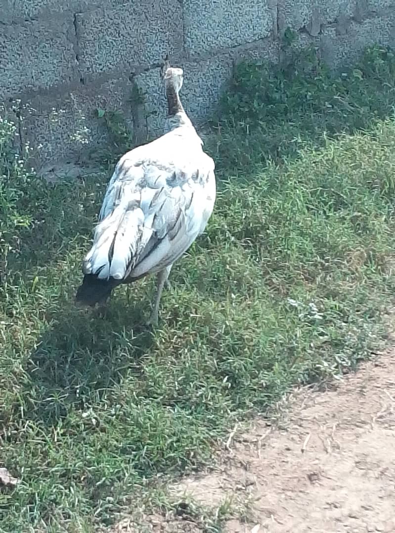 PEACOCK 0