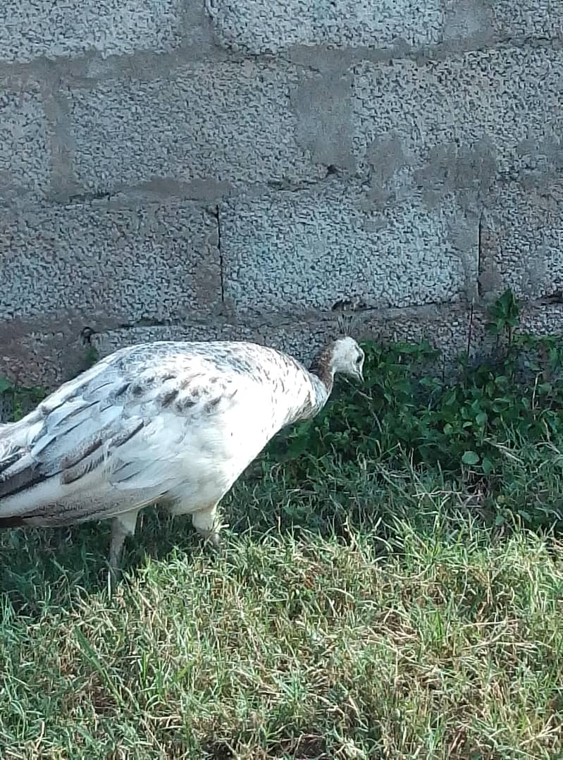 PEACOCK 1