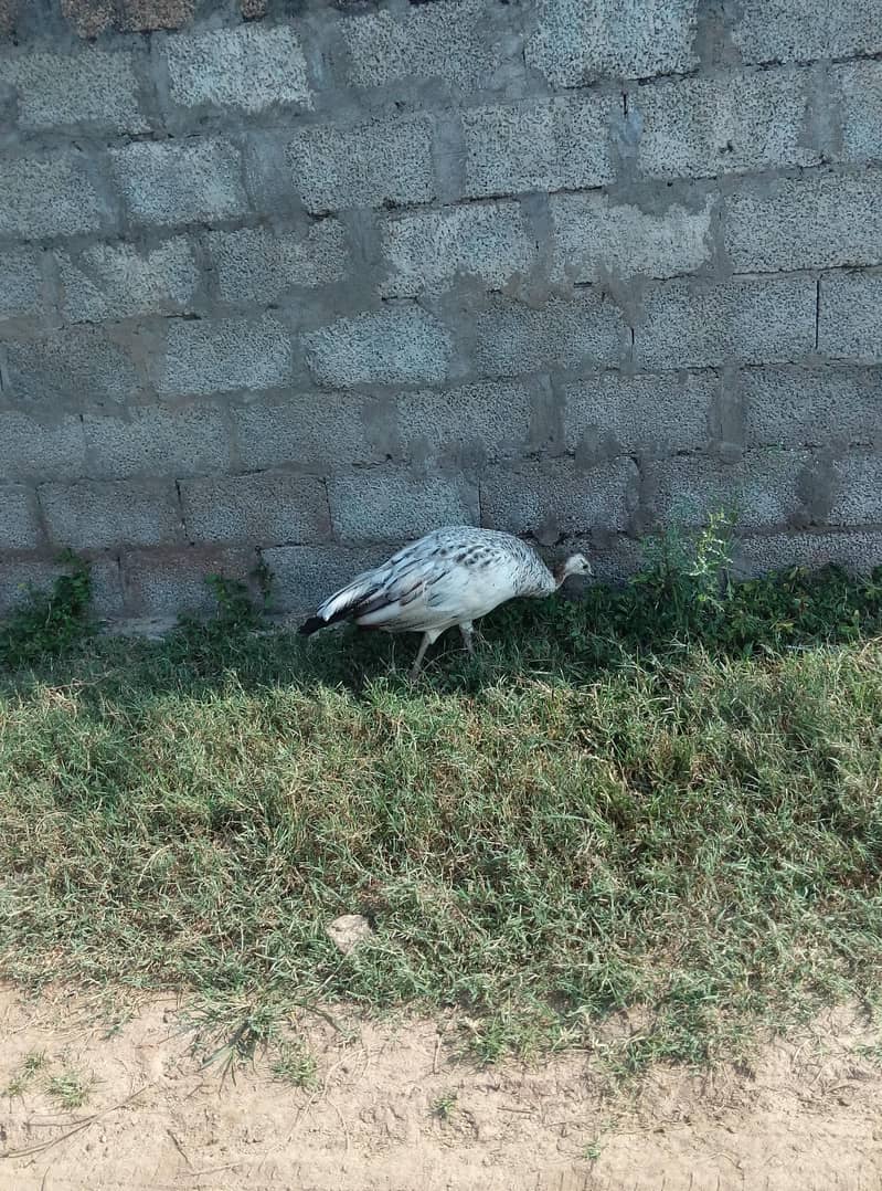 PEACOCK 2